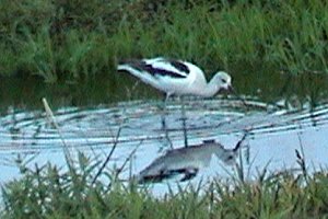 American Avocet - Chesterville Lagoons - Sep. 14, 2003