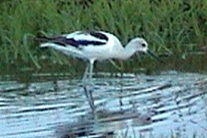 Some Birds are Easier to ID in Flight