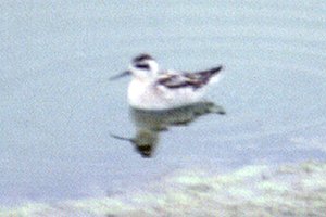 Red-necked Phalarope