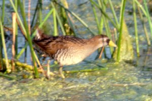 Sora at Embrun Sewage Lagoons