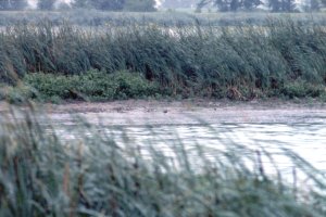 Casselman Sewage Lagoons