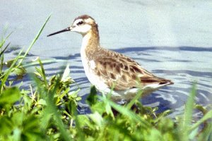 Wilson's Phalarope (male) at St. Isidore Sewage Lagoons