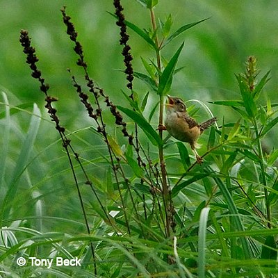 Sedge Wren - Torbolton Ridge Road - July 11, 2007 - photo courtesy Tony Beck