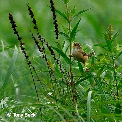 Sedge Wren - Torbolton Ridge Road - July 11, 2007 - photo courtesy Tony Beck