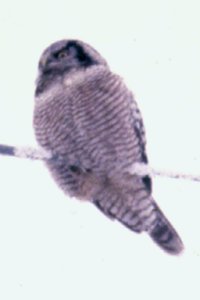 Northern Hawk Owl