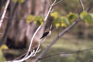 Rough-winged Swallow Near Bridge