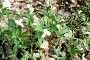 Trillium Woods