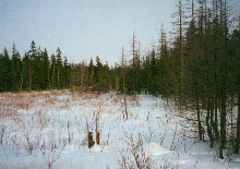 Swamp along Kerwin (River) Road