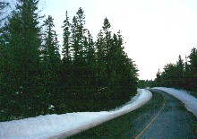 Conifers along Kerwin (River) Road