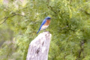 Eastern Bluebird