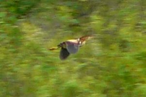 Least Bittern at Constance Creek and the Thomas Dolan Parkway