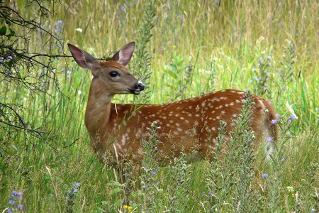 Old Quarry Trail - July 26, 2008 - White-tailed Deer fawn