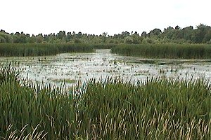 The Central Cell of the Richmond Lagoons