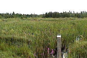 View of the Marsh on Harnett Road