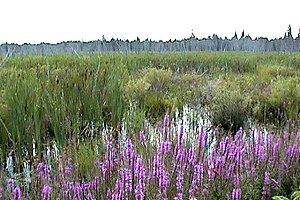 View of the Marsh on Weedmark Road