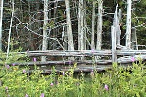 View of the Woodland on Weedmark Road