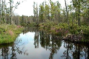 Brassils Creek at Paden Road