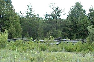 Abandonned Farmland SW of Paden Road