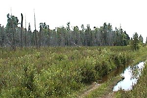 Swamp SW of Paden Road