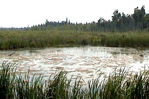 View of the Dwyer Hill Road Marsh