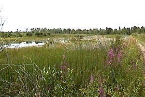 Brassils Creek Wetland on the Heaphy Road Section of the Rideau Trail