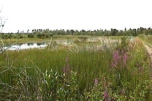 Brassils Creek Wetland on the Heaphy Road Section of the Rideau Trail