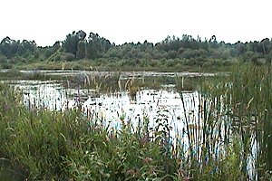 Brassils Creek Wetland on the Heaphy Road Section of the Rideau Trail