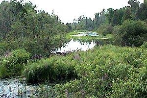 Brassils Creek Croosing Flood Road