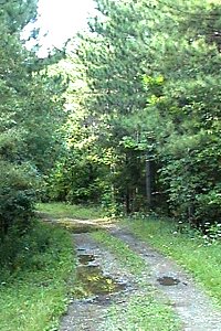 Forest Access Portion of O'Neil Road