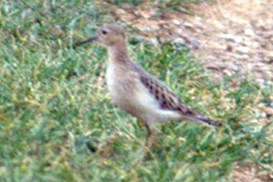 Buff-breasted Sandpiper at Munster Sewage Lagoons - Sept. 24, 1991