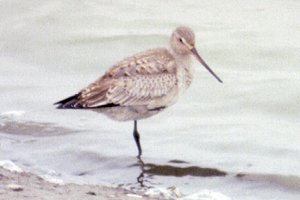 Hudsonian Godwit at Munster Sewage Lagoons - Nov. 11, 1990