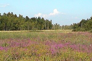 View of Marsh along Conley Road