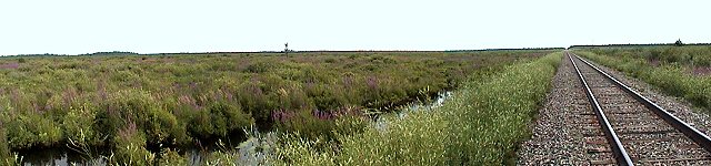 View of the Richmond Fen