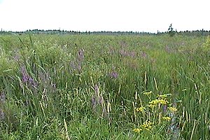 View from Trail SW of Harbison Road