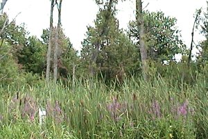 View from Proven Line Road