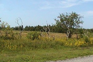 View along Pakenham Concession 12