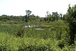 Marsh along Ski Hill Road