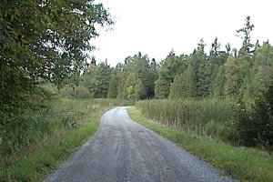 Marsh along MacHardy Road