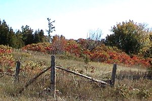 Sumac along Breezy Heights Road