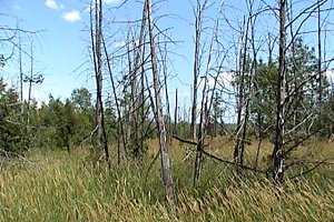 Heronry along Panmure Road