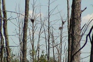 Closeup of Nests