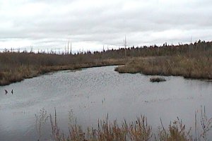 Cody Creek at Old Almonte Road