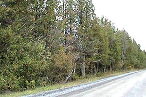 Treed Roadside along David Manchester Road