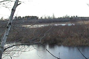 View of the Marsh