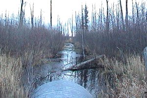 View of the Marsh