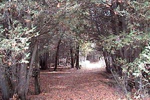 Trail SE of John Kennedy Road Goes through a Cedar Bower