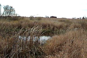 Pond along Trail SE of John Kennedy Road