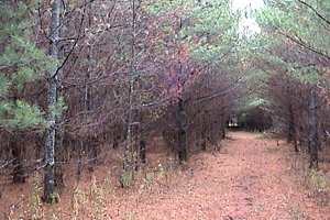 Pine Plantation off Trail SE of John Kennedy Road