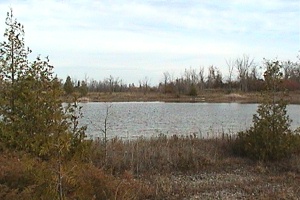 Pond along Trailway at Overpass Road