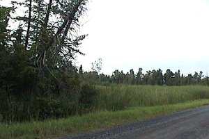 View of McLinton Road Marsh